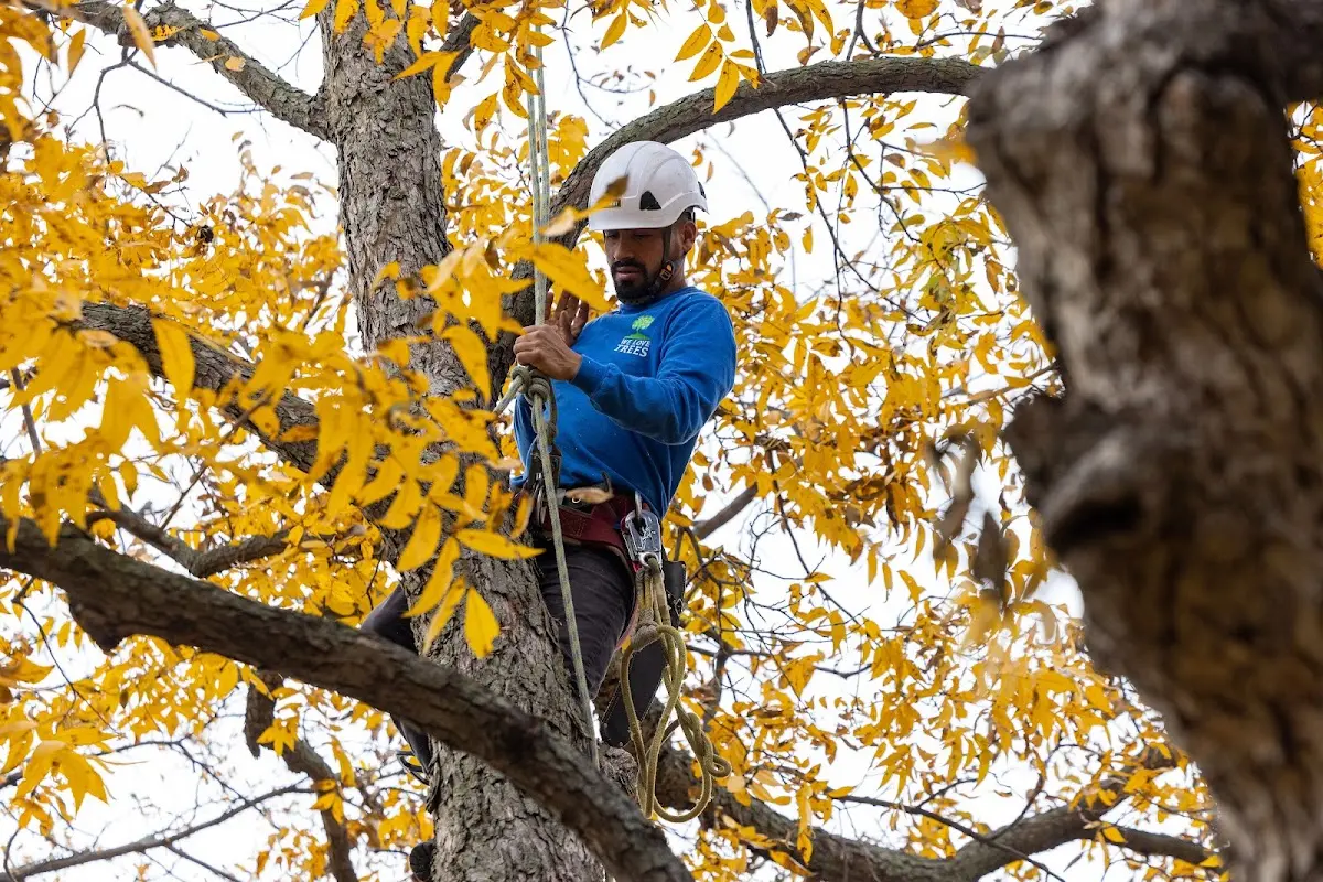 Skilled Tree Planting crew working in Belleville